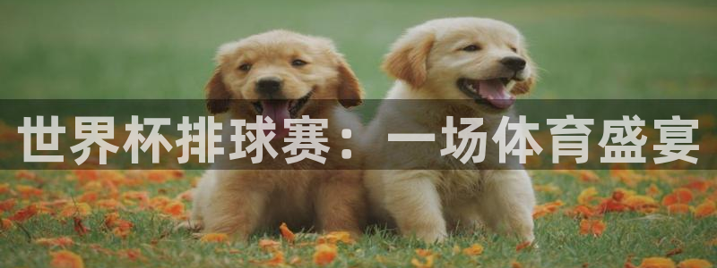 世界杯球队:世界杯排球赛:一场体育盛宴